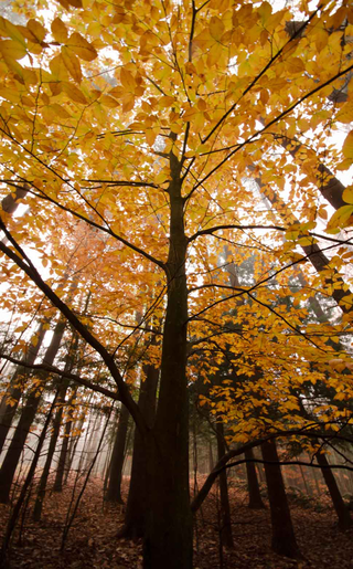 Illustration for article titled 100 Gorgeous Photos Of Fall Leaves
